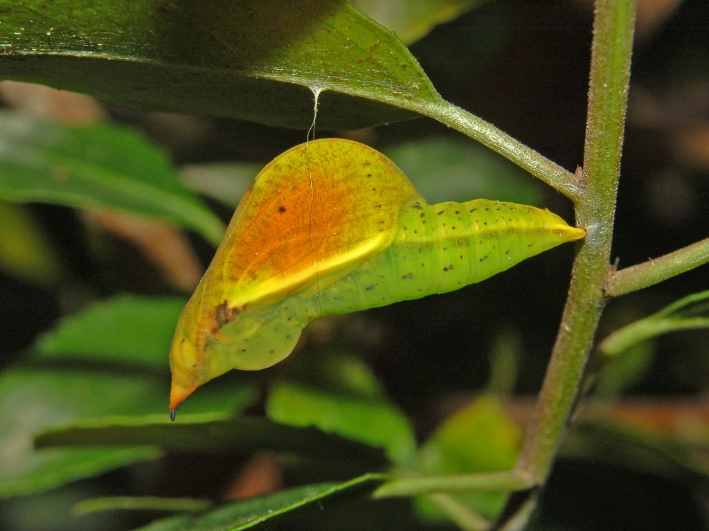 Gonepteryx  cleopatra - Crisalidi